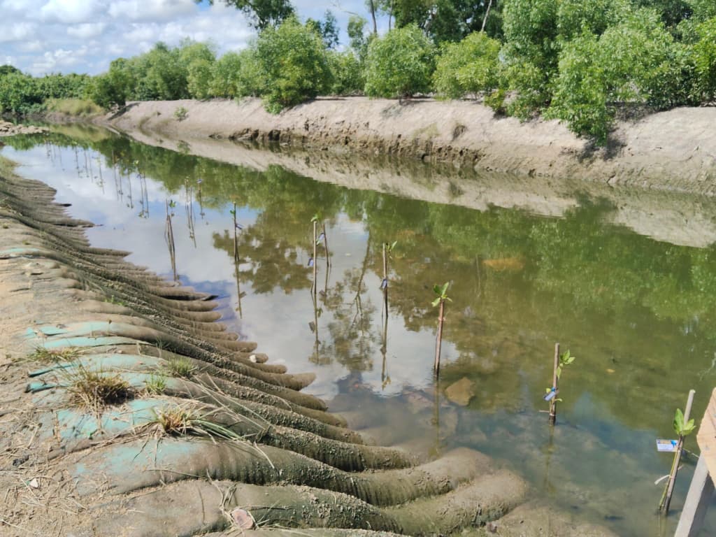 Go Green - A proud moment for all the Mangrove Research Unit (MARU) members to get involved in the mangrove plantation at <a href="/UMT_Official/">OfficialUMT</a> campus. An inspiration to the new students, some of them are engaged for the monitoring tasks now..