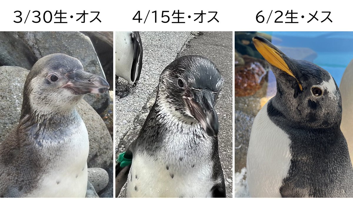 実物写真❤️ミオハルタカ好き❤️ ペンギンピアス 実物写真❤️ミオハルタカ好き❤️ ペンギンピアス - メルカリ