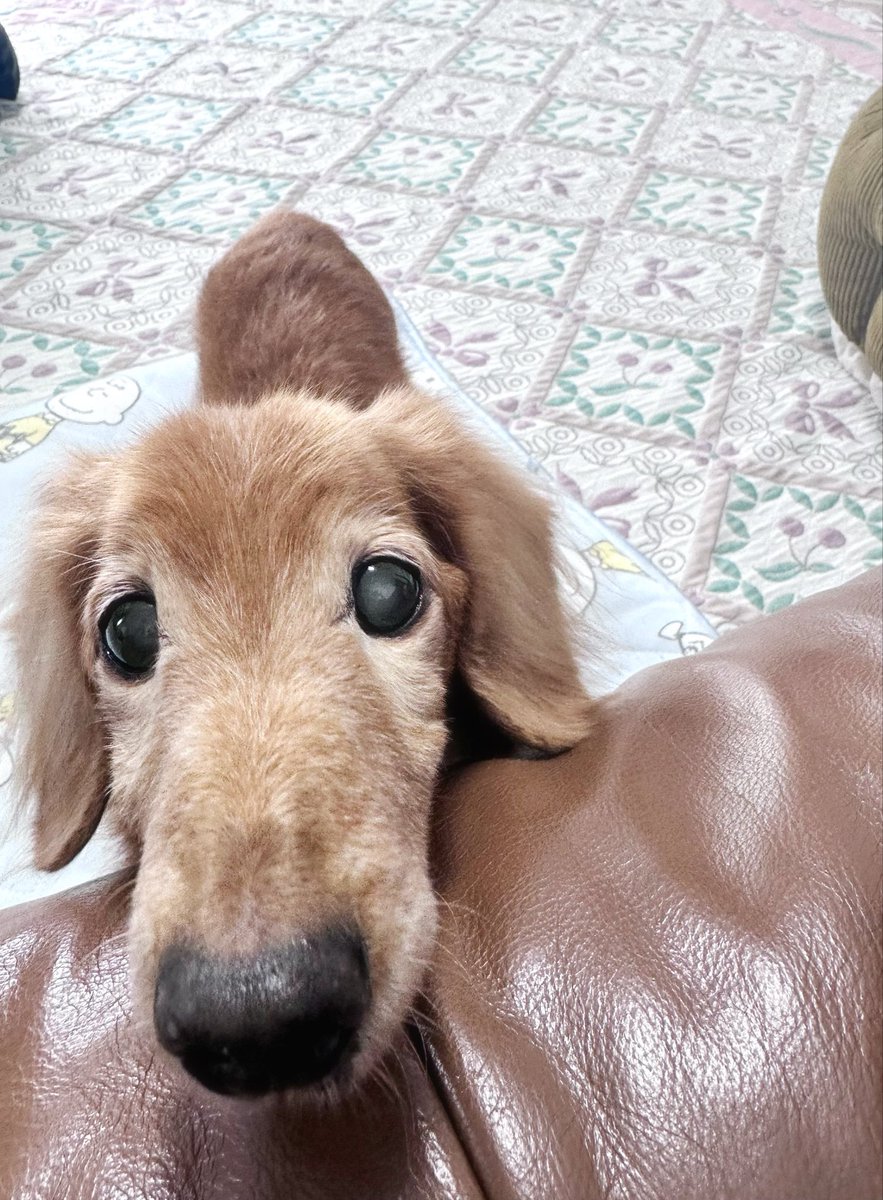 n_pyon_'s tweet image. 御年16歳(もうすぐ17歳)になっても『トイレしました、おやつください』と催促しにきます。
 
ちなみにおやつが欲しくてちょっとしては報告、またしては報告、を繰り返しています。