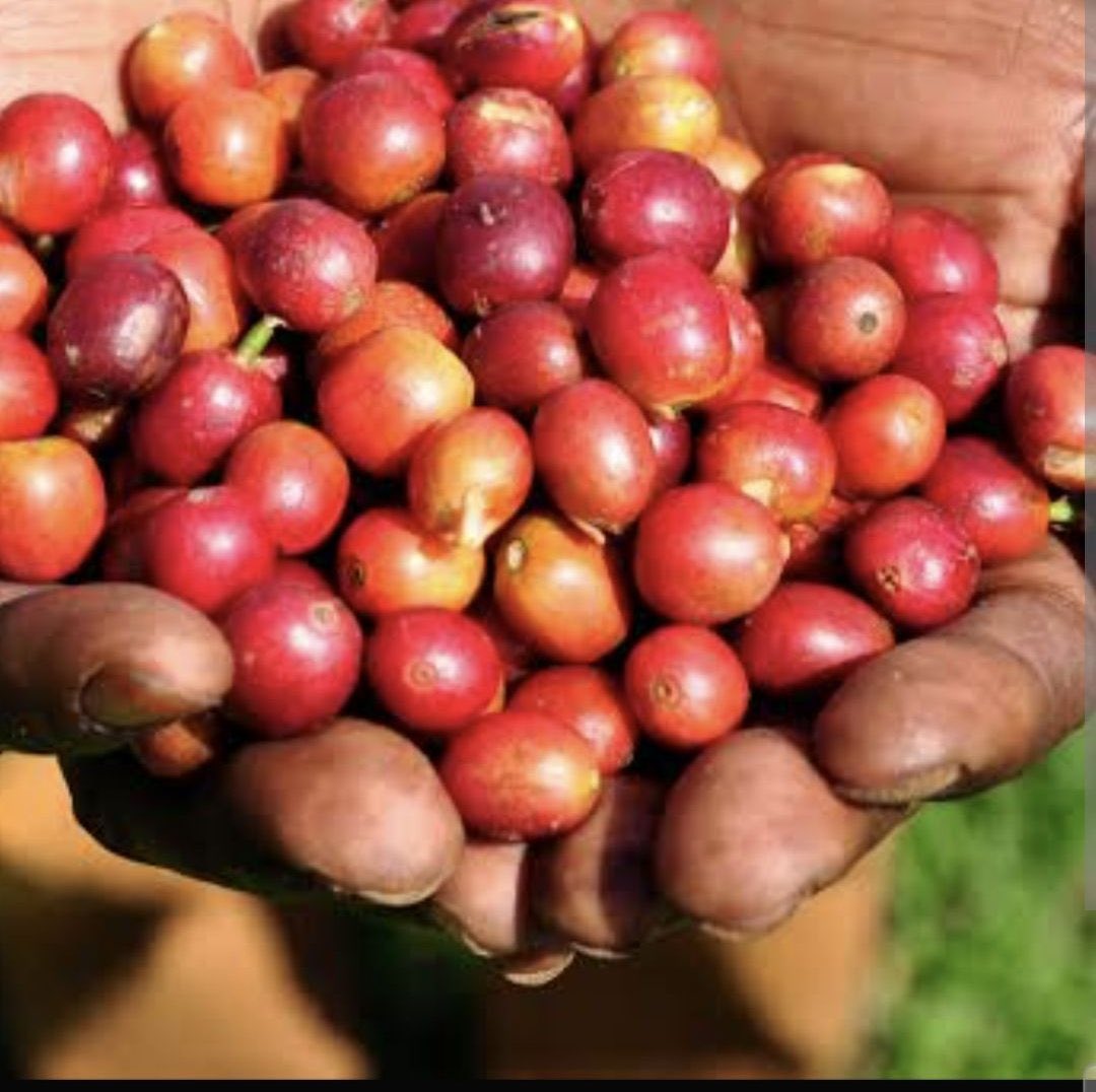🇺🇬☕ Backed by record-breaking exports, Uganda sold 7.93M bags in the year to Aug 2025, earning $2.24B (+58.7%). In Aug alone: 855K bags worth $202.7M, with Arabica up 64%. Premium Mt. Elgon A+ hit $9.42/kg
<a href="/MAAIF_Uganda/">MAAIF 🇺🇬</a> <a href="/PS_MAAIF/">Maj. Gen. (Rtd) David Kasura-Kyomukama</a> <a href="/CoffeeUganda/">MAAIF_Coffee Production & Development Dept</a> <a href="/DamalieOwori/">Sylvia Damalie Owori</a> <a href="/wkagabaofficial/">WK - AGABA</a>