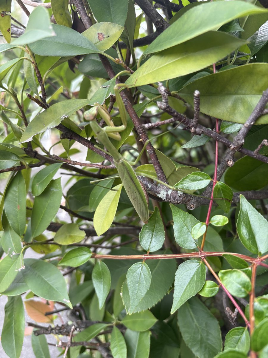 オオカマキリ♀ WD