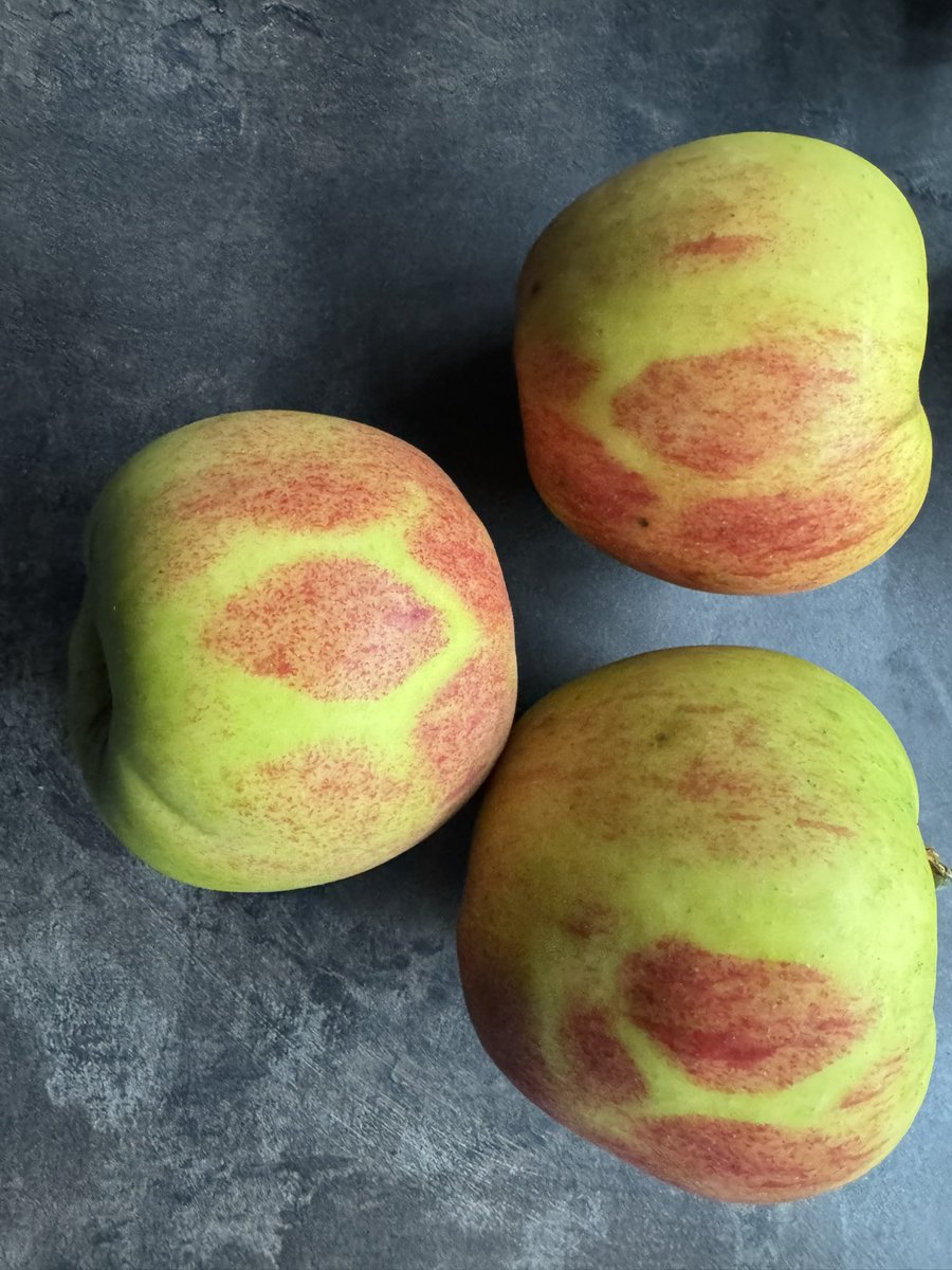 PredatorJr's tweet image. Hatte vor einigen Wochen geerntet.
Die Äpfel standen draußen in Kisten und hatten auch nochmal kräftig Sonne abgekriegt.

Dass Äpfel davon nochmal rote Bäckchen kriegen war mir neu. Dachte schon, dass das länger braucht.