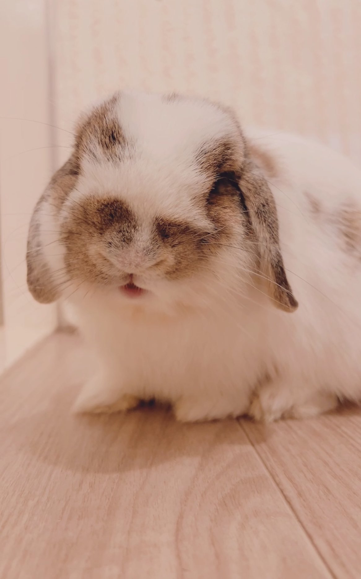 うさぎ様 うさぎのすず on X: 