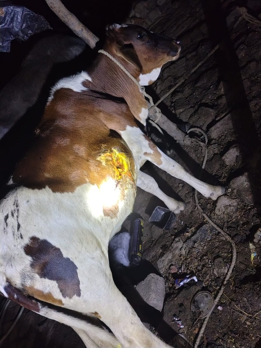 थाना #हफ़िज़गंज के अंतर्गत कस्वा रिठौरा की बाज़ार में यह गोवंश बुरी तरह घायल अवस्था में है तुरंत सहयता पहुंचे जिसे से विचारे गौवंश की जान बच जाये कृपया मदद पहुंचाए। सम्पर्क-6395850561
<a href="/bareillypolice/">Bareilly Police</a> <a href="/Uppolice/">UP POLICE</a> <a href="/myogioffice/">Yogi Adityanath Office</a> <a href="/112UttarPradesh/">Call 112</a>