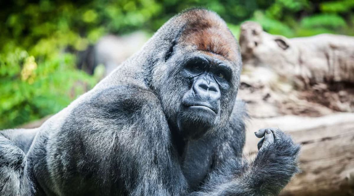 Is it still Welfare Pass?