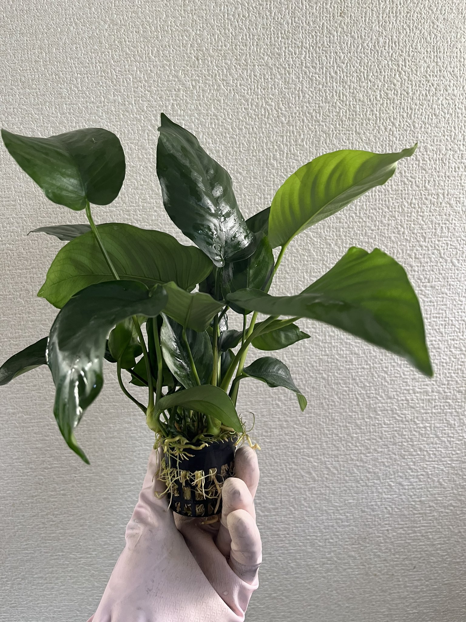 アヌビアスナナ、アヌビアスナナプチ アヌビアス ナナ プチ 水上葉 4cmポット 1pot – 水草屋