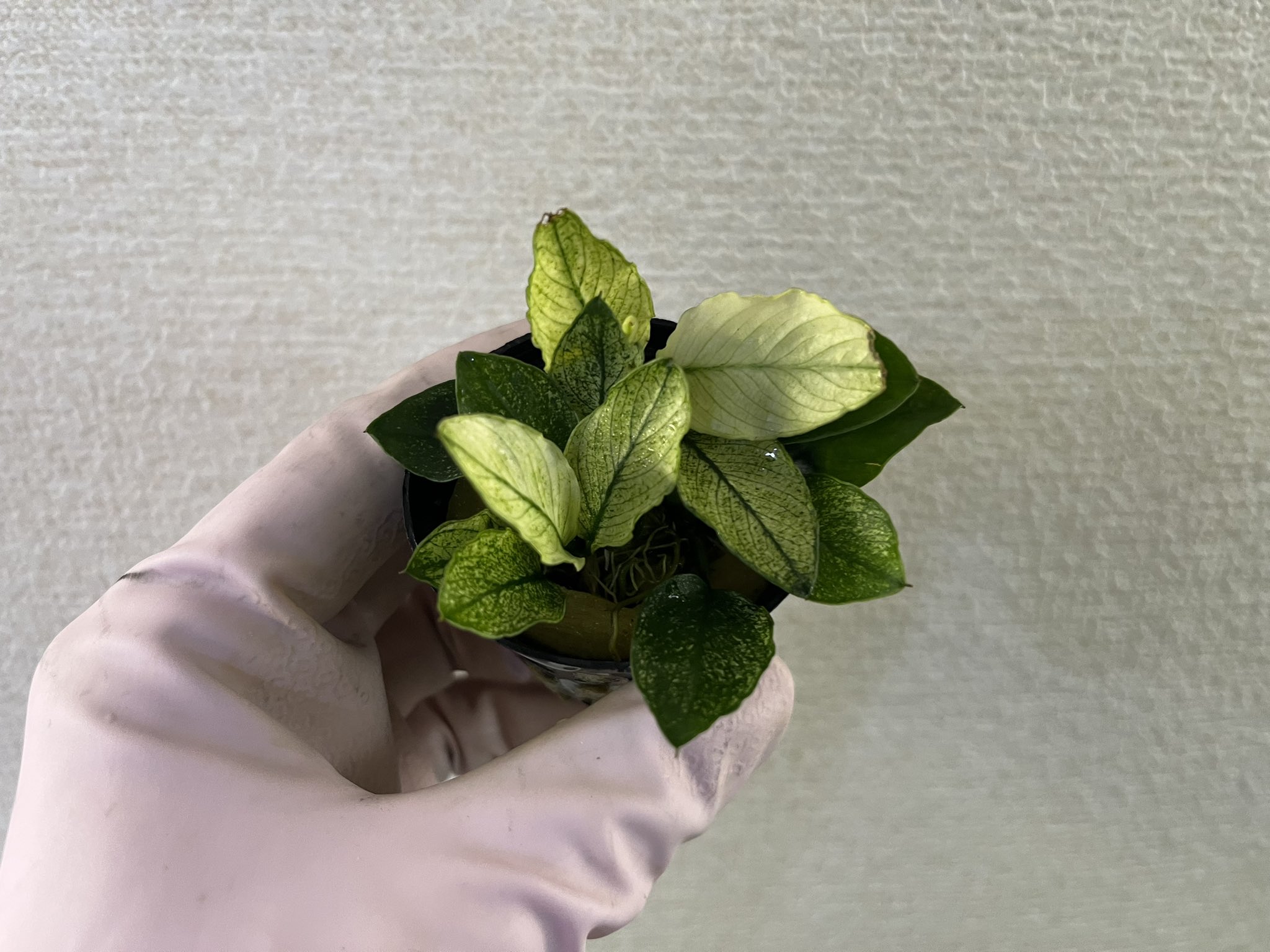 アヌビアスナナ、アヌビアスナナプチ アヌビアス ナナ プチ 水上葉 4cmポット 1pot – 水草屋