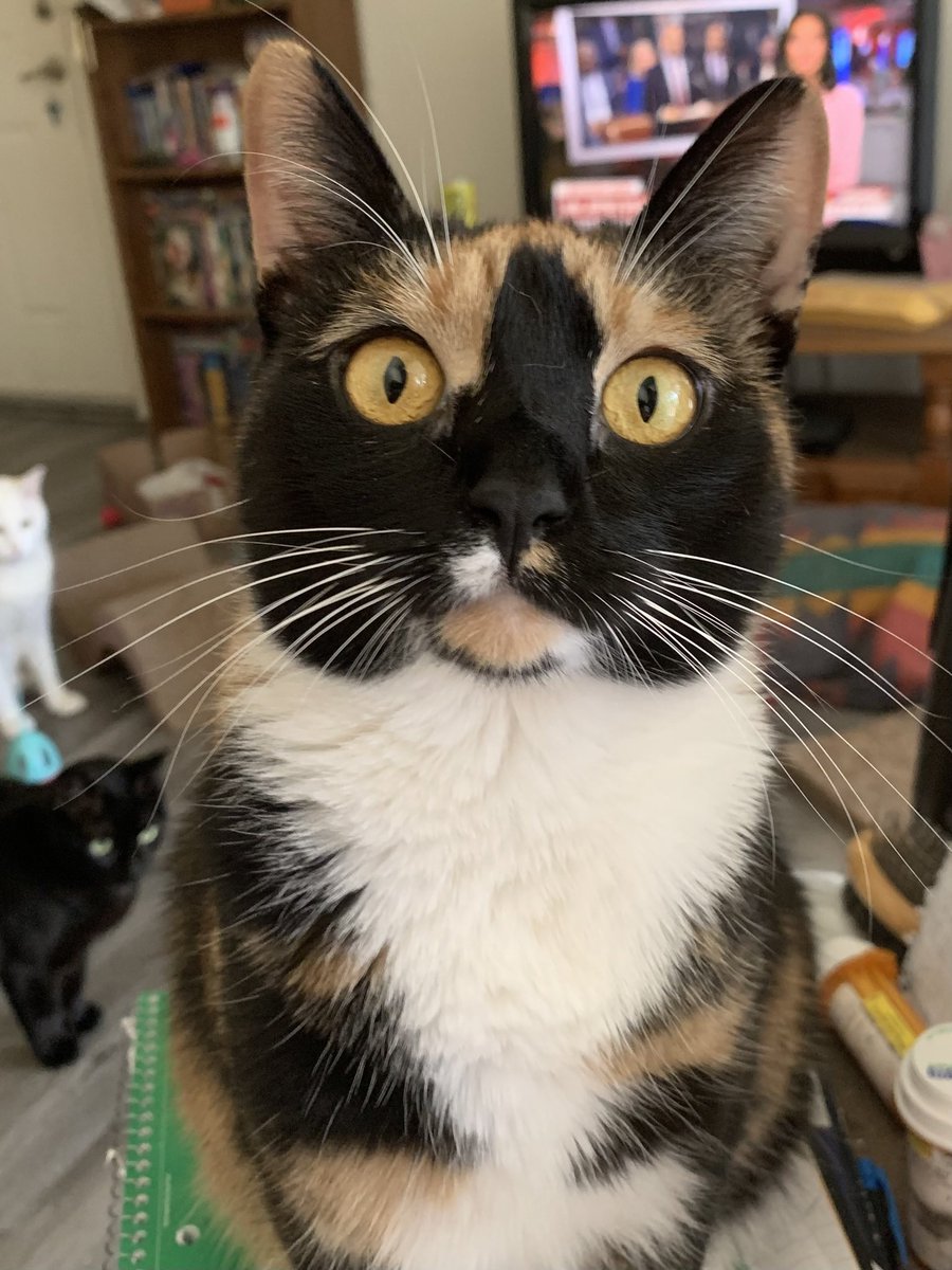 BarbaraDonato17's tweet photo. @MissyBBBobtail Hi there . You have some fabulous whiskers.  
✌🏽❤️  Roo . https://t.co/tvZMWJI9zu