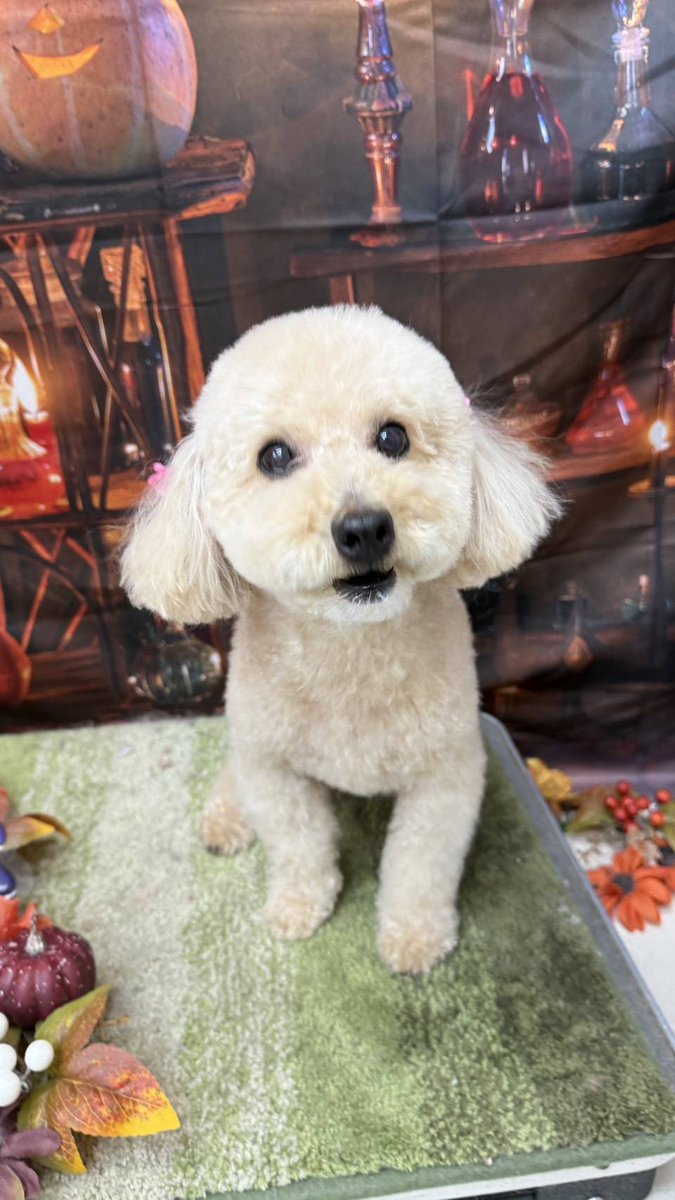 皆さん、お久しぶりです(￣^￣)ゞ
この時期毎年だけど忙しすぎて禿げそう！(   ・-・)
少し前に親から送られてきたうちの愛犬やー！可愛いだろー！( ˶ｰ̀֊ｰ́˶)
繁忙期の方々頑張っていきましょ！
癒されないとやってけねぇー！
( `−ㅿ−´)ｹｯ