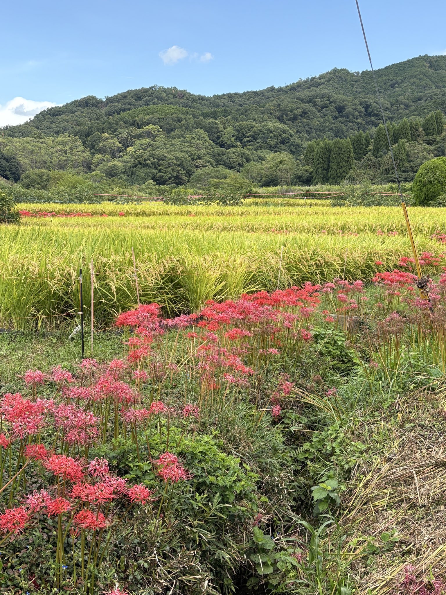 肉質画　【彼岸花】　金 珍しい!?金色の彼岸花 - 太陽めがね