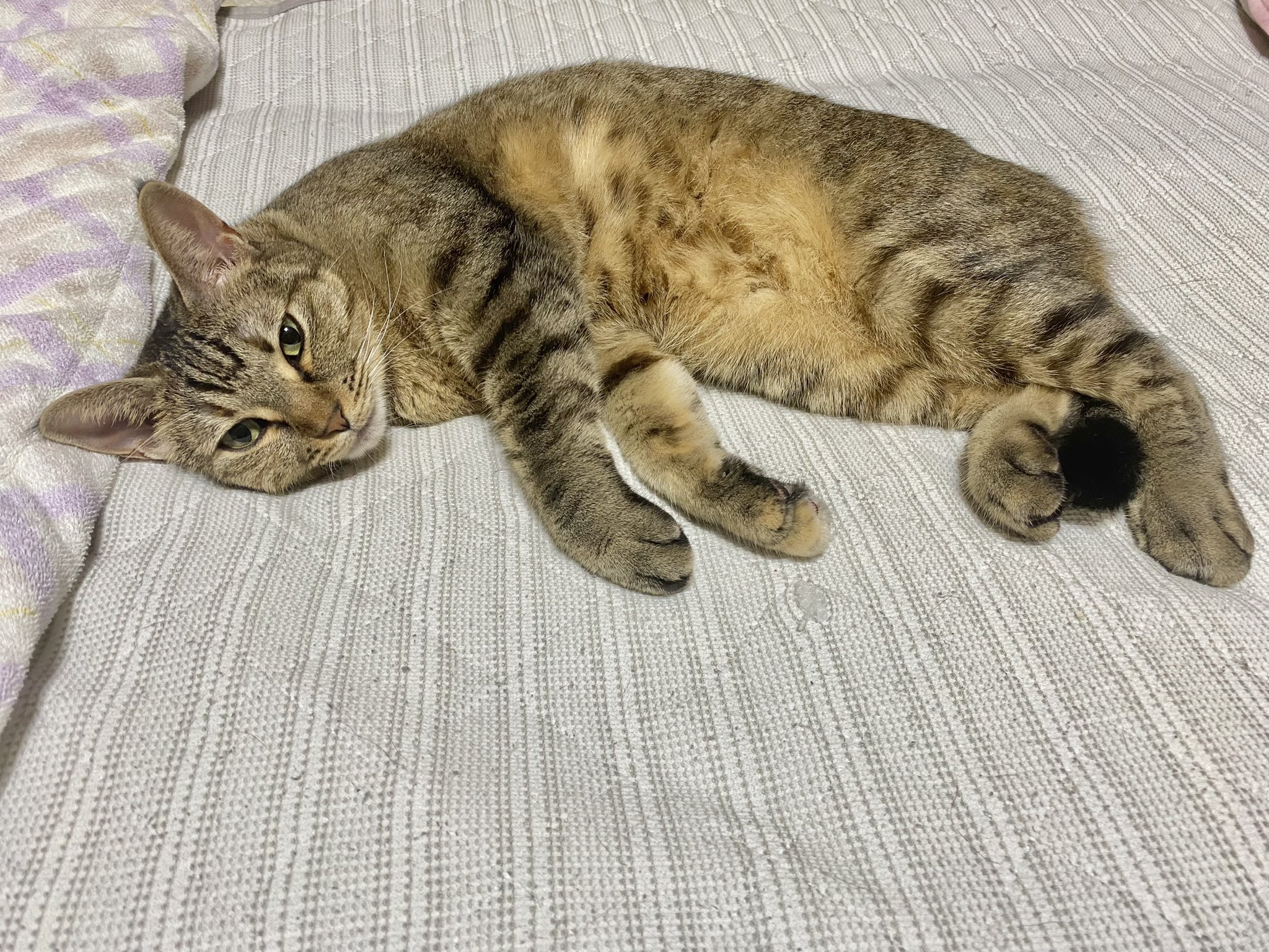 萌猫 全国发货纯白色黄蓝眼异瞳鸳鸯眼狮子猫奶牛猫森林猫宠物金吉拉猫