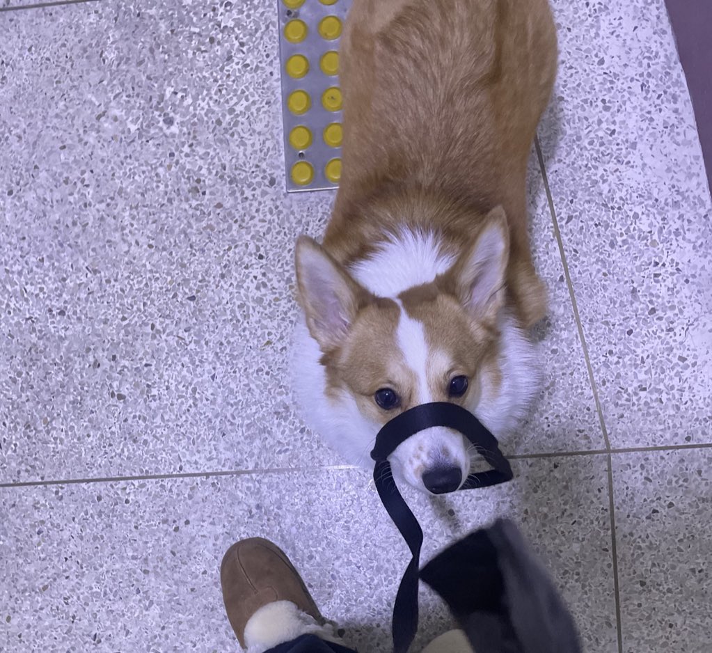 키위 착한점
이래도 가만히잇음