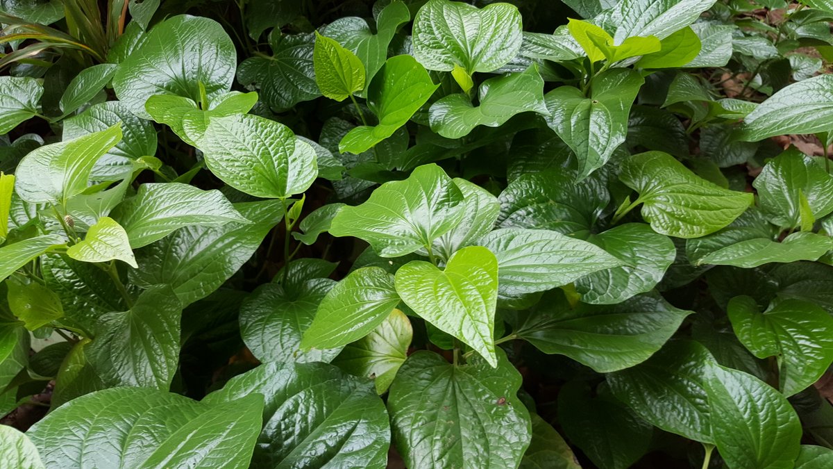 Wild Pepper Leaf: Hua Hin's Organic Gem g.co/gemini/share/e…