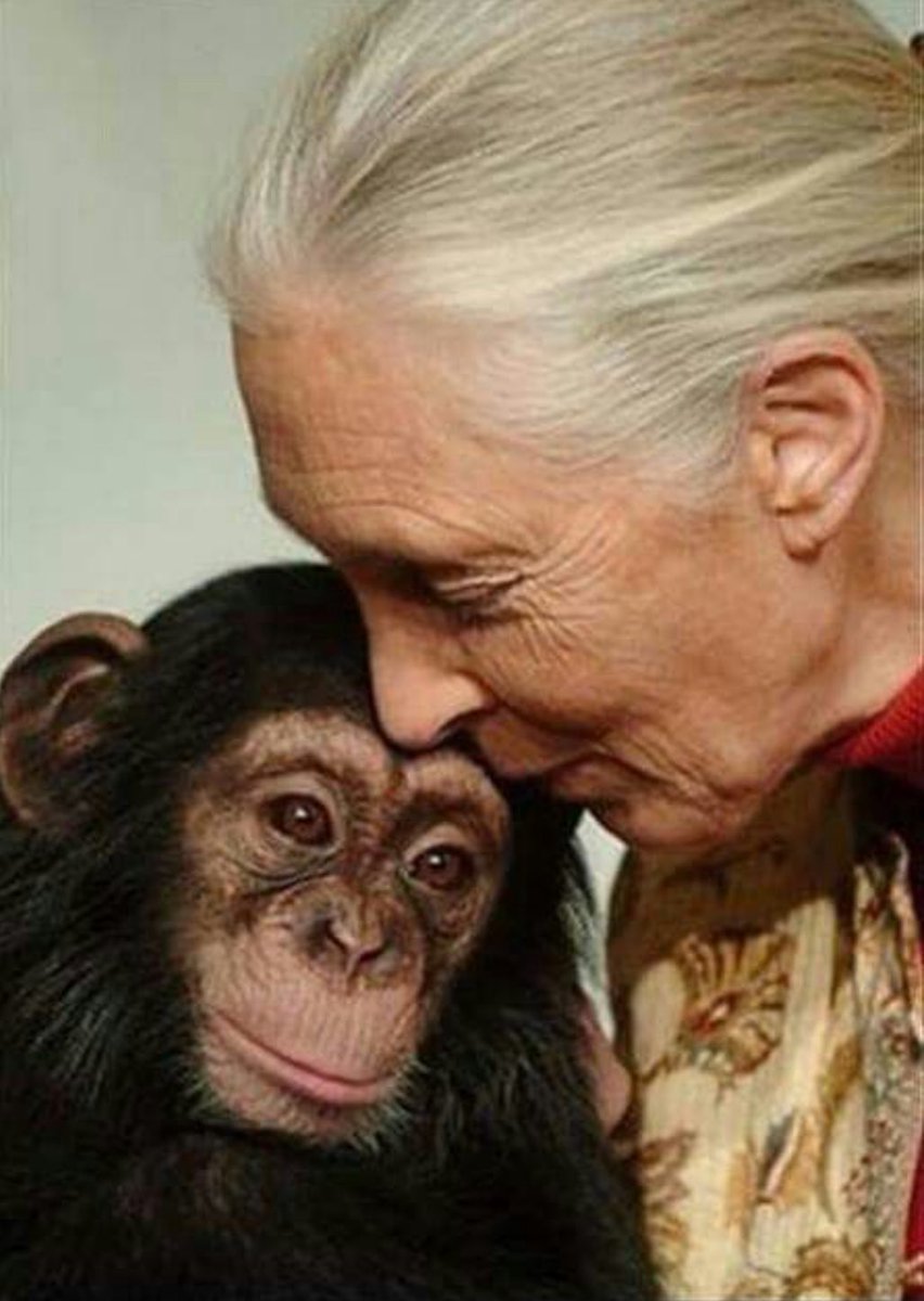 nikurious's tweet photo. Thank you Jane Goodall. RIP🙏🏼 https://t.co/EtFkUcy1VR