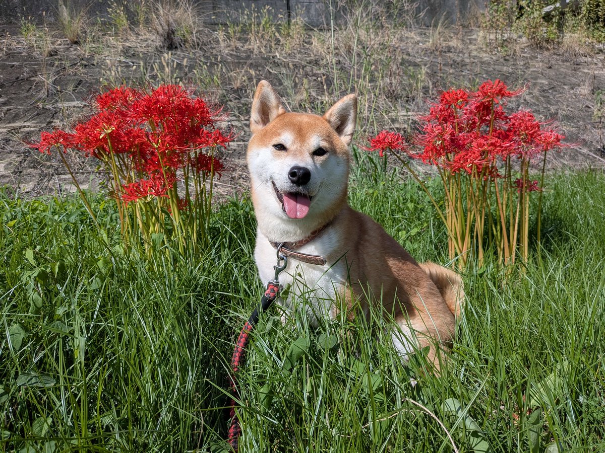 彼岸花んぽー☀
かわゆい♥♥

シバのおきて観たよー📺️
福ちゃんがお利口さんで可愛い♥♥
子供たちも観たいって言ってたけど着ぐるみ脱いじゃうシーンが😰

#柴犬