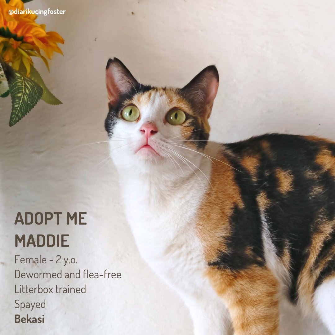 diarikcgfoster's tweet photo. Open adopt kucing gratis. DM
📍Bekasi #openadopt #freeadopt #adopsikucing https://t.co/K59VFKejp7