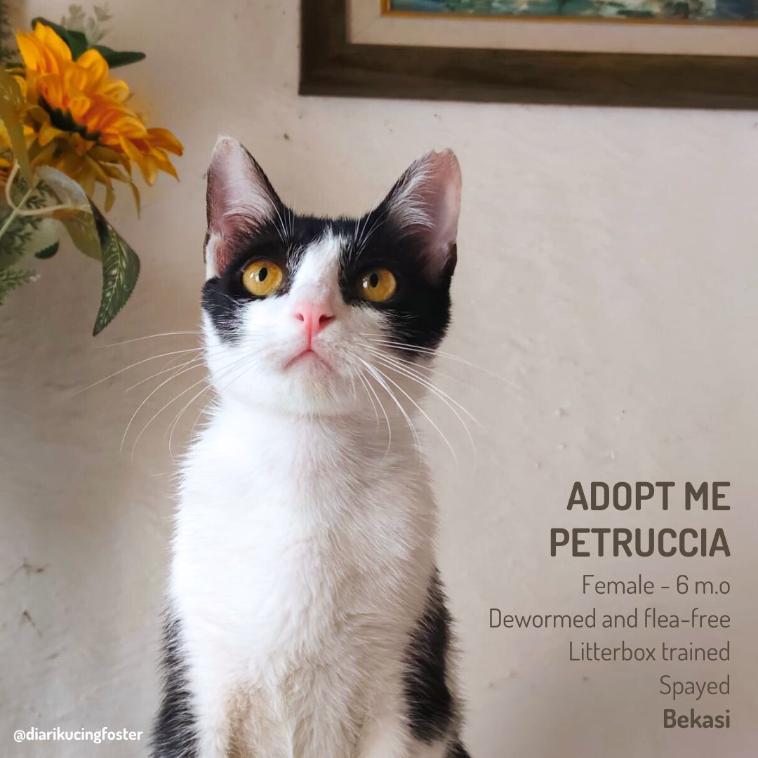 diarikcgfoster's tweet photo. Open adopt kucing gratis. DM
📍Bekasi #openadopt #freeadopt #adopsikucing https://t.co/K59VFKejp7