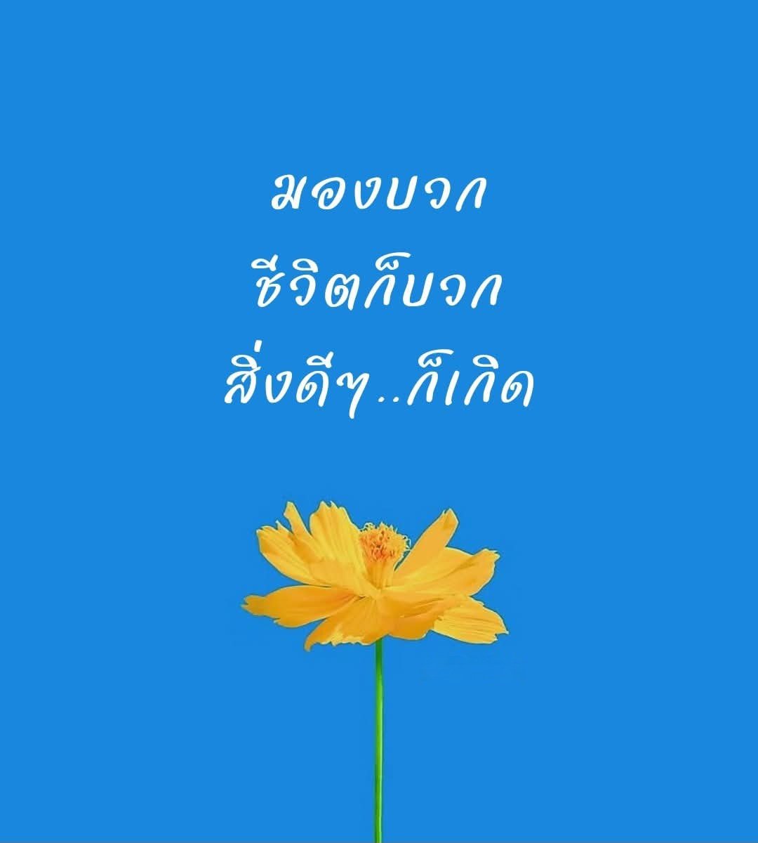 ความสุขของฉัน ยังเดินต่อ
ยังไปต่อ..กับฉันเสมอ 
จงเบ่งบานด้วยตัวเองให้ได้
แม้ไม่มีใครซัพพอร์ตเลยก็ตาม 

...🌿✨🌷☘️🌹🌿🌻🌱...