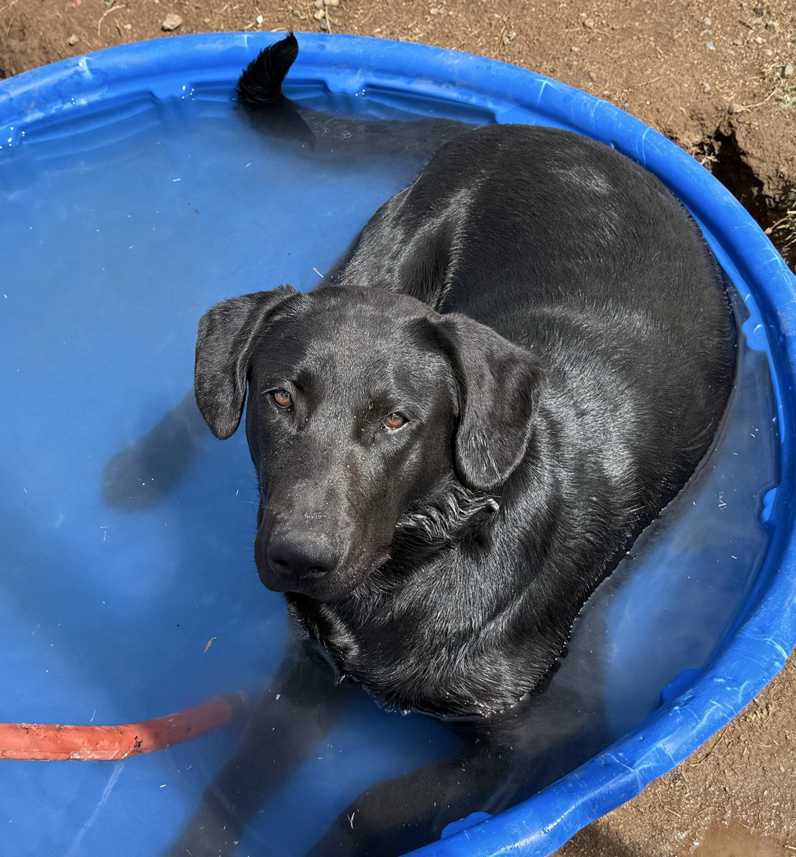 TricksOfShadows's tweet image. Friend