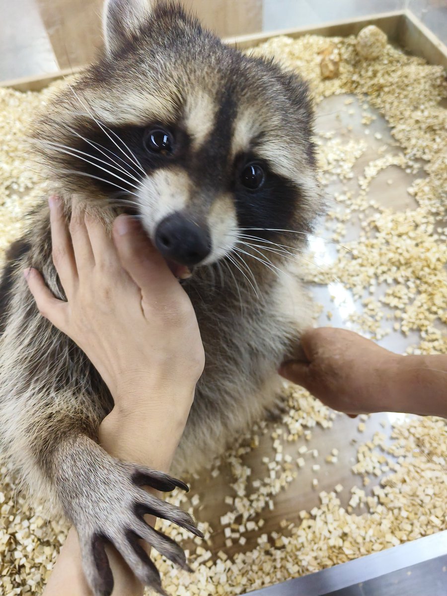 和<a href="/rkkkgrk/">Rkk</a> 一起摸浣熊🦝嘻嘻嘻嘻嘻嘻(〃'▽'〃)