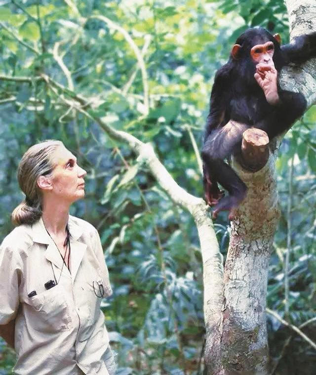 “Only if we understand can we care. Only if we care will we help. Only if we help shall all be saved.” – Dr. Jane Goodall

#JaneGoodall
