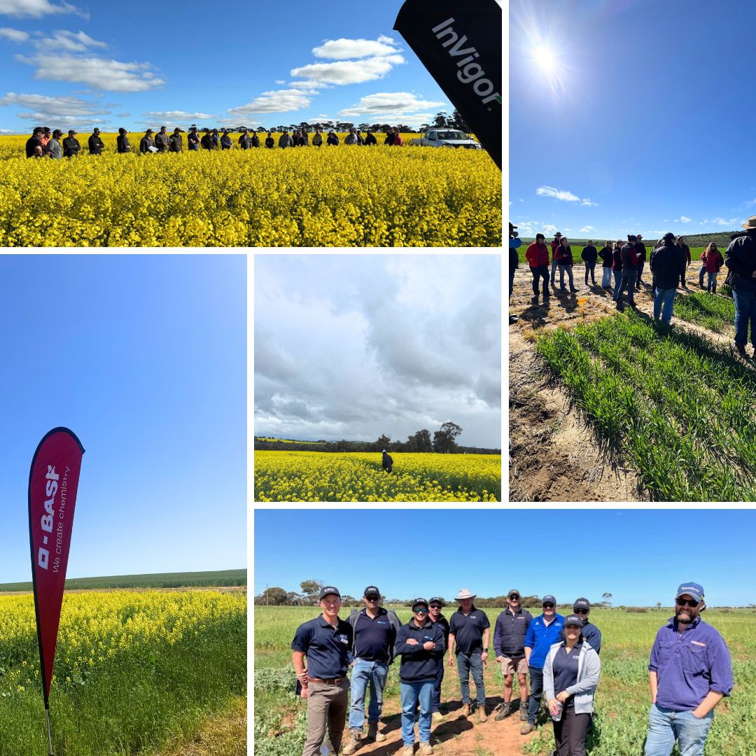 BASF Agricultural Solutions Australia tweet media