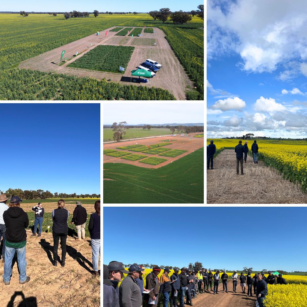 BASF Agricultural Solutions Australia tweet media