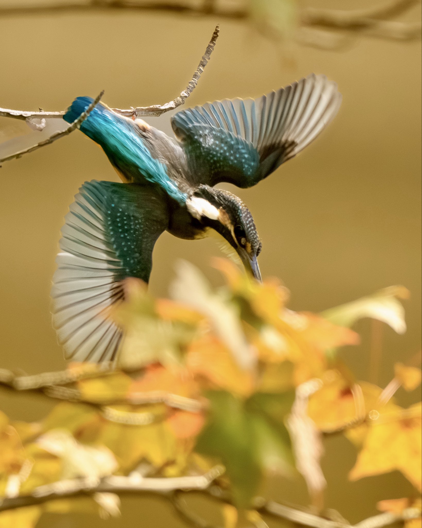Apple - カワセミページ カワセミ君に久しぶりに出会えて嬉しい野鳥撮影（SONY α1Ⅱ/SONY