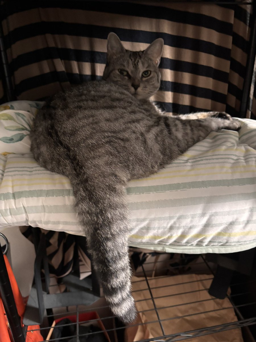 つむぐ tweet media