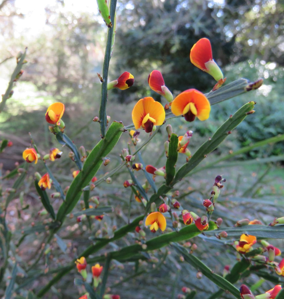 StuartWilliams_'s tweet photo. River leafless Bossiaea (Bossiaea riparia), a small shrub from south-eastern Australia.
Endangered in Victoria
#Bossiaea #Fabaceae #ozplants https://t.co/hnDI6GdpPq