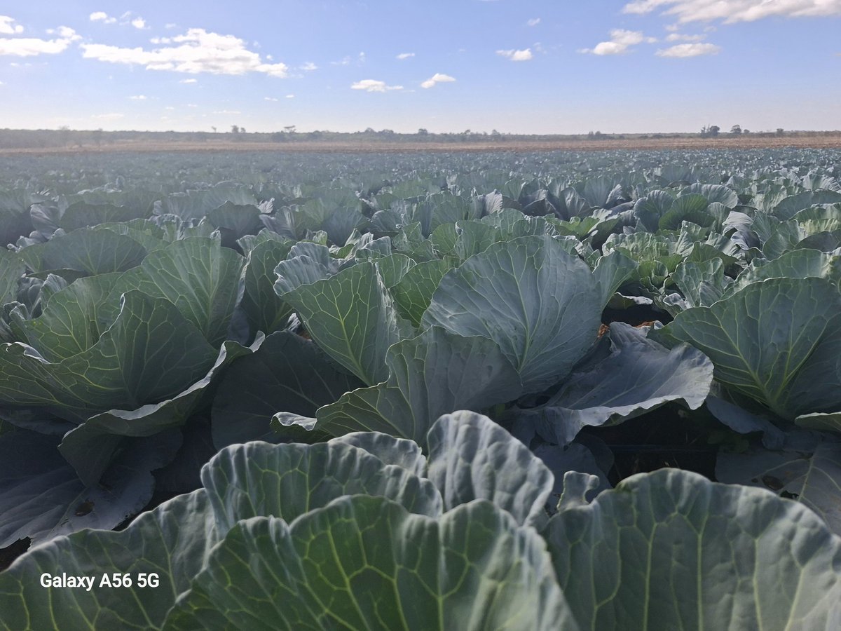 CelinaHatidani's tweet photo. In farming you are allowed to try.
#Intello gives a large frame,high black rot tolerance,waxy leaved to avoid water loss from the leaf,good wrapper leaves,and DBM attack is minimum owing to the waxed leaf.
Sold @primeagro236
Call /App +263777785413 to buy. https://t.co/cglGMDsTuf