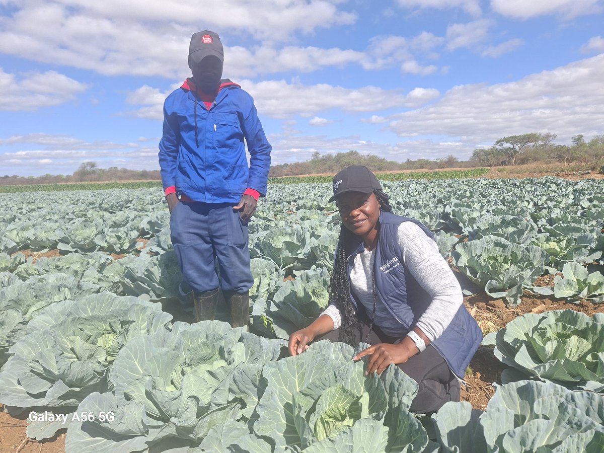 CelinaHatidani's tweet photo. In farming you are allowed to try.
#Intello gives a large frame,high black rot tolerance,waxy leaved to avoid water loss from the leaf,good wrapper leaves,and DBM attack is minimum owing to the waxed leaf.
Sold @primeagro236
Call /App +263777785413 to buy. https://t.co/cglGMDsTuf