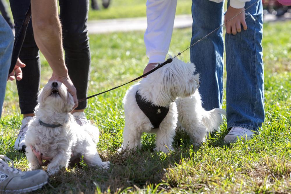 connecterrassa (@connecterrassa) on Twitter photo #Terrassa celebrarĂ  aquest dissabte la 5a ediciĂł de la Festa dels Animals al parc de VallparadĂs. Fes una ullada al nou butlletĂ setmanal del canal Criatures de connecTerrassa - mailchi.mp/5bee3cc9307e/a… #Terrassa celebrarĂ  aquest dissabte la 5a ediciĂł de la Festa dels Animals al parc de VallparadĂs. Fes una ullada al nou butlletĂ setmanal del canal Criatures de connecTerrassa - mailchi.mp/5bee3cc9307e/a…