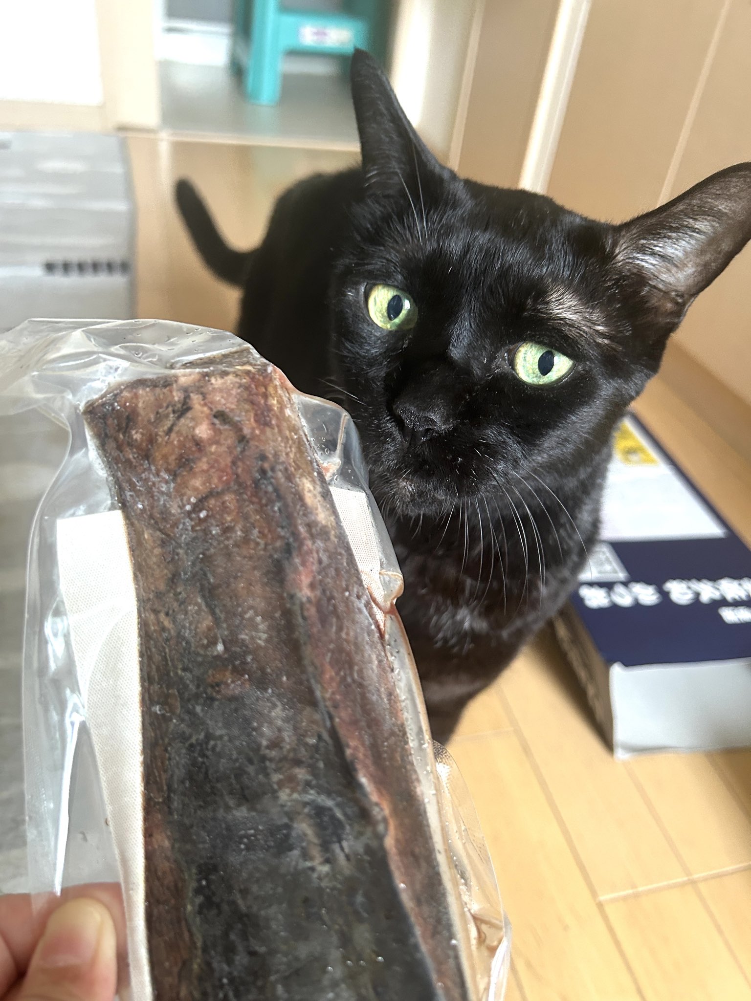かずよん🐈‍⬛黒猫りゅう🔜11/1.2ラブリーにゃんフェスタ（ATC