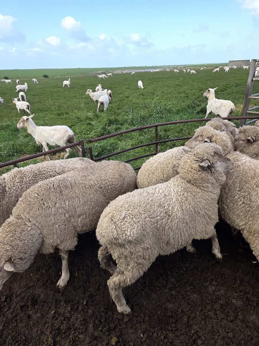 JamesPreuss's tweet photo. Before and after their haircut. Wool is the only sustainable, biodegradable and premium quality fabric on the market!
Shame it's not worth more to the producer!
@steve_noa
#NoToPlastic #NoToCotton #YesToWool #KeepTheSheep https://t.co/bzGOPabGxd