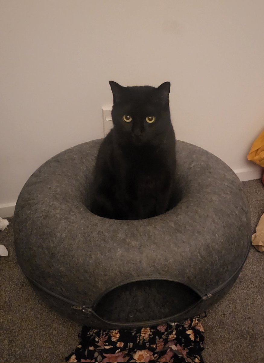 Angelilly_ttv's tweet photo. @MataraKan I have this picture of my cat saved somewhere it's easy to find for whenever I see this request. Hope you feel better soon. 🫂 https://t.co/eQ4Xd3HJ39