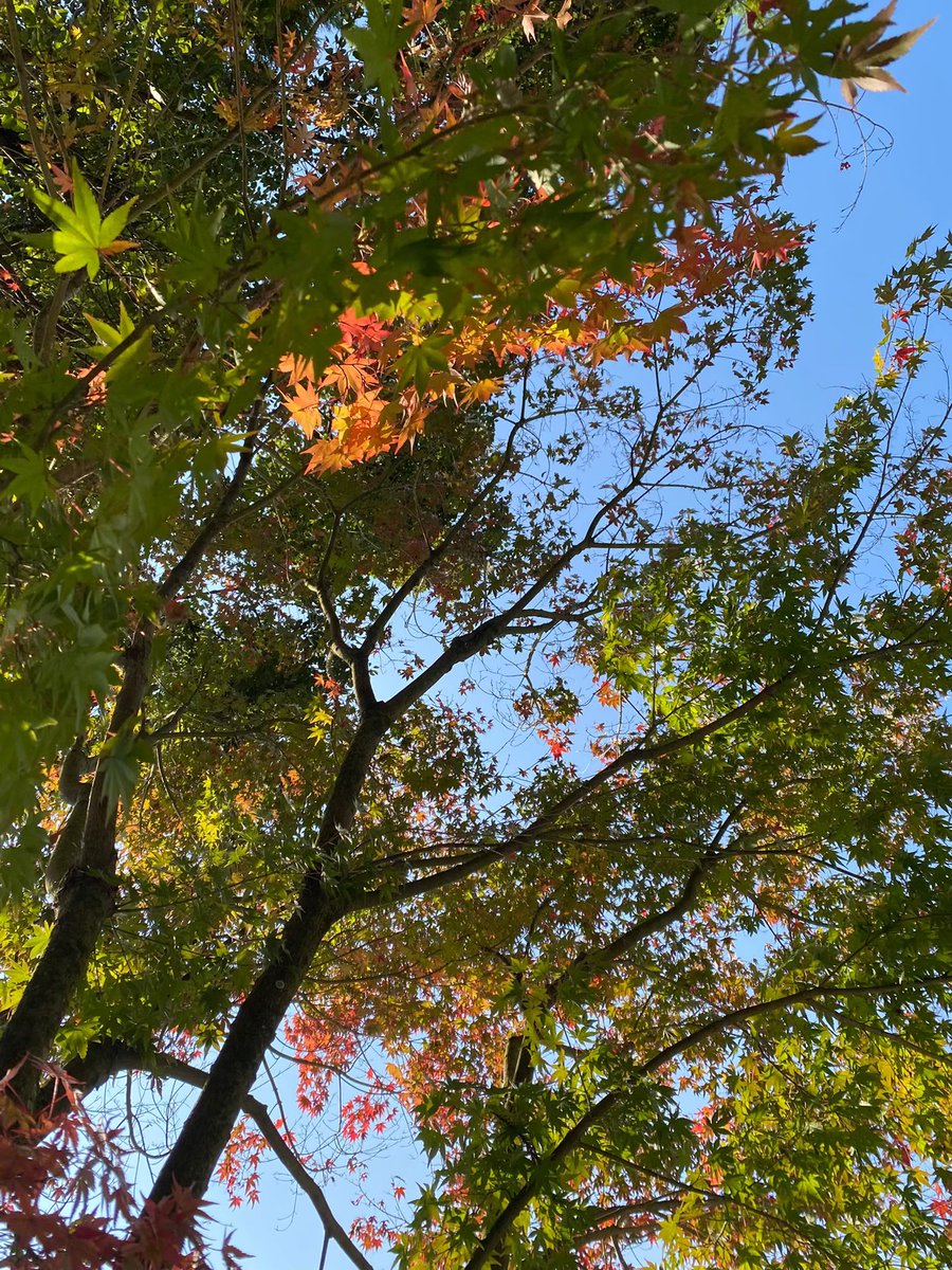 10月　季節限定御朱印『秋の味覚』🍁🐟

今月の御朱印は「食欲の秋」を象徴する 
秋刀魚（さんま） をデザインしました🐟🍁
旬の秋刀魚と、
添えるとより美味しい すだち をあしらった
季節ならではの一枚です。

５版を使って作っています。

朝晩はひんやりとした空気に包まれ、