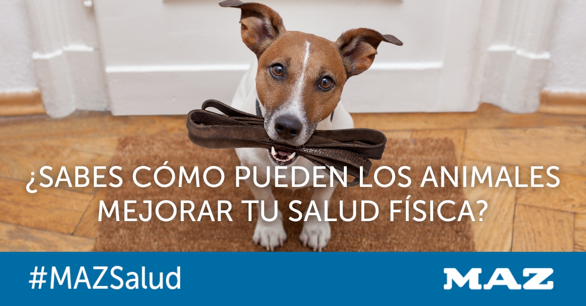 mutuamaz's tweet photo. Hoy, en #MazSalud, celebramos el Día Mundial de los Animales  (4/10) y exploramos su impacto positivo en nuestra salud física.
🐾 Te contamos más en el blog 🔗 https://t.co/UeKp7cK2rr

#DíaMundialDeLosAnimales #SaludYAnimales 🐕🐈 https://t.co/VXVve1ngmI