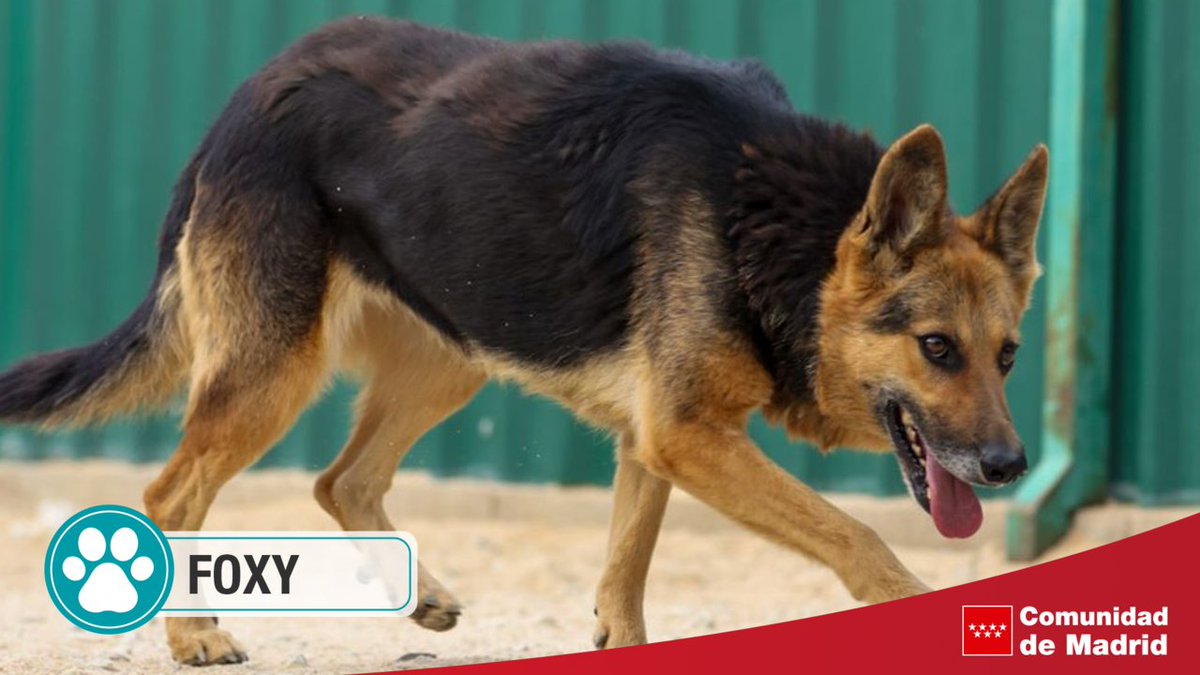AdoptaCMadrid's tweet photo. 🐕 Esta perra llegó con mucho miedo y nos está costando un poco que confíe en nosotros, pero poco a poco lo va consiguendo.

😣 No sabemos nada de su vida anterior, pero no ha debido ser nada buena. ¿Quieres ayudarla en el proceso? 

+Info: https://t.co/MY8JKKzFYr https://t.co/l5o9b6Ki74