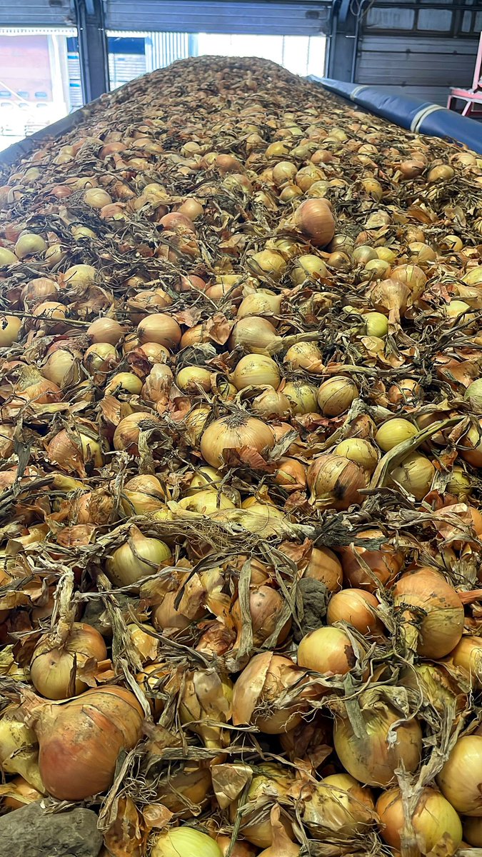 FlevoTrade Onions, Grading & Packaging tweet media