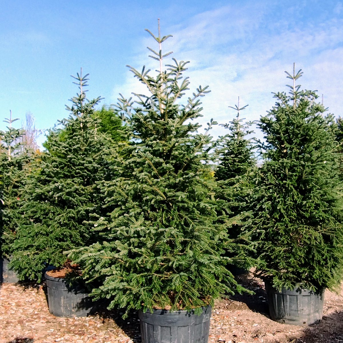 jajonesUK's tweet image. Just 12 weeks to go until the big day (sorry to mention it so soon!) Have you got your live Christmas trees sorted? Ask your sales rep. for prices and sizes available.
.
#christmas #sorrynotsorry #christmastree #abies #picea