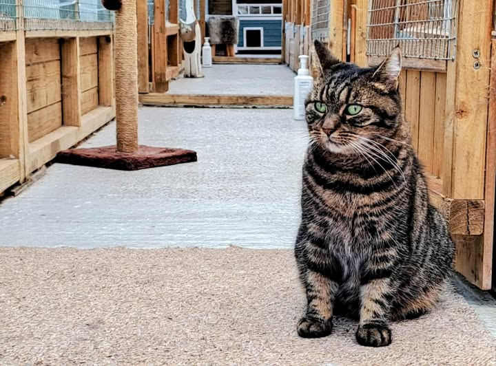 Coventry Cat Group tweet media