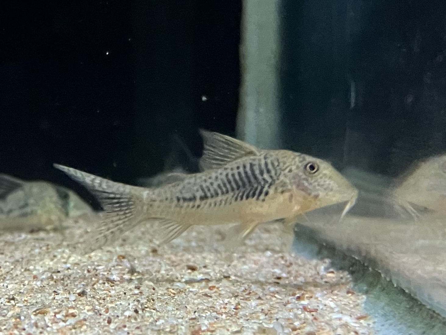 熱帯魚様 ベタ クラウンテール オス オレンジ 01M0408-018 熱帯魚 生体