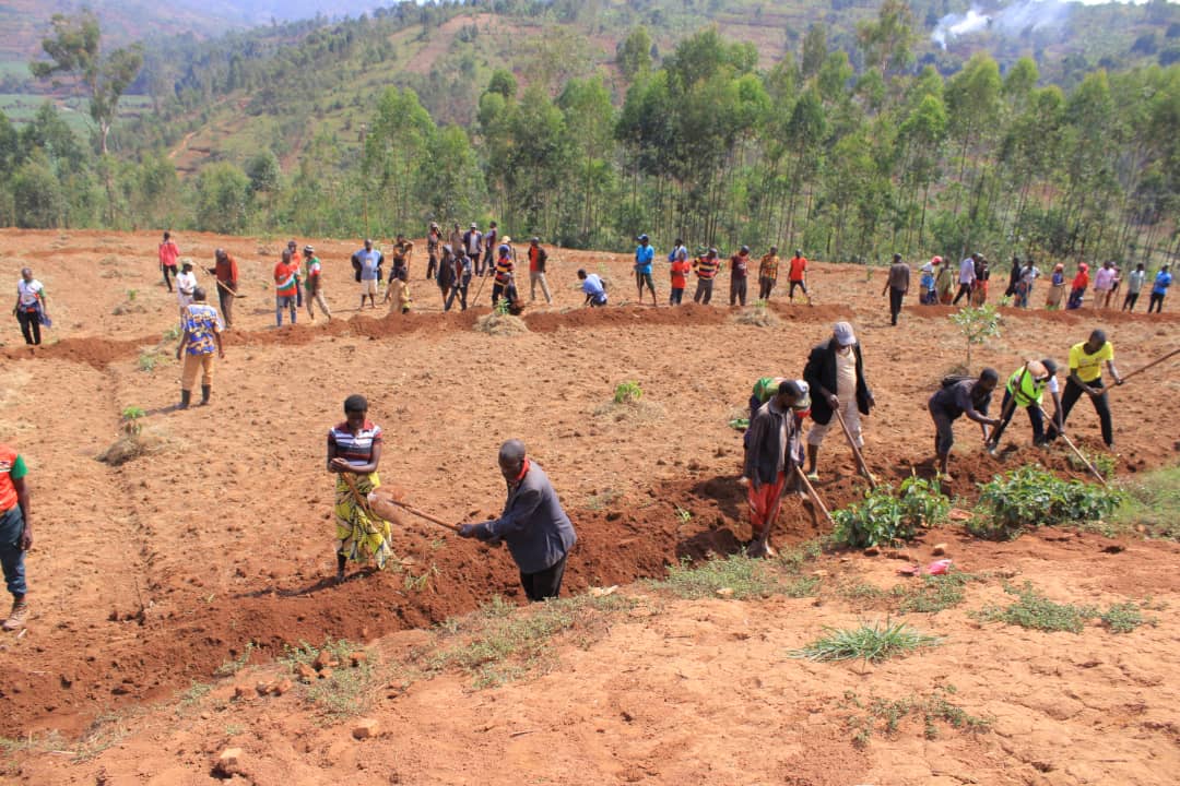 2/10/2025 umunyamabanga wa <a href="/CnddFdd/">CNDD-FDD</a> muri komine #Muhanga yifadikanije n'Abagumyabanga ba zone #Rango mubikorwa vyoguca imikobeko nogufumbira amavoka,  ibikorwa vyabereye mumurima wa ha 6,5 wa #koperative Tugwize umwimbu yo kumutumba #Gitibu.
<a href="/R_Ndikuriyo/">Ndikuriyo Révérien</a>