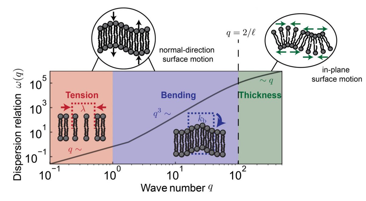 Standard models usually treat cell membranes as infinitely thin, but finite thickness fundamentally alters their physics. Membrane bending induces shear flows, reversals, &amp; pressure inversion, effects missed in 2D models but captured with finite thickness

go.aps.org/3KDeJRr