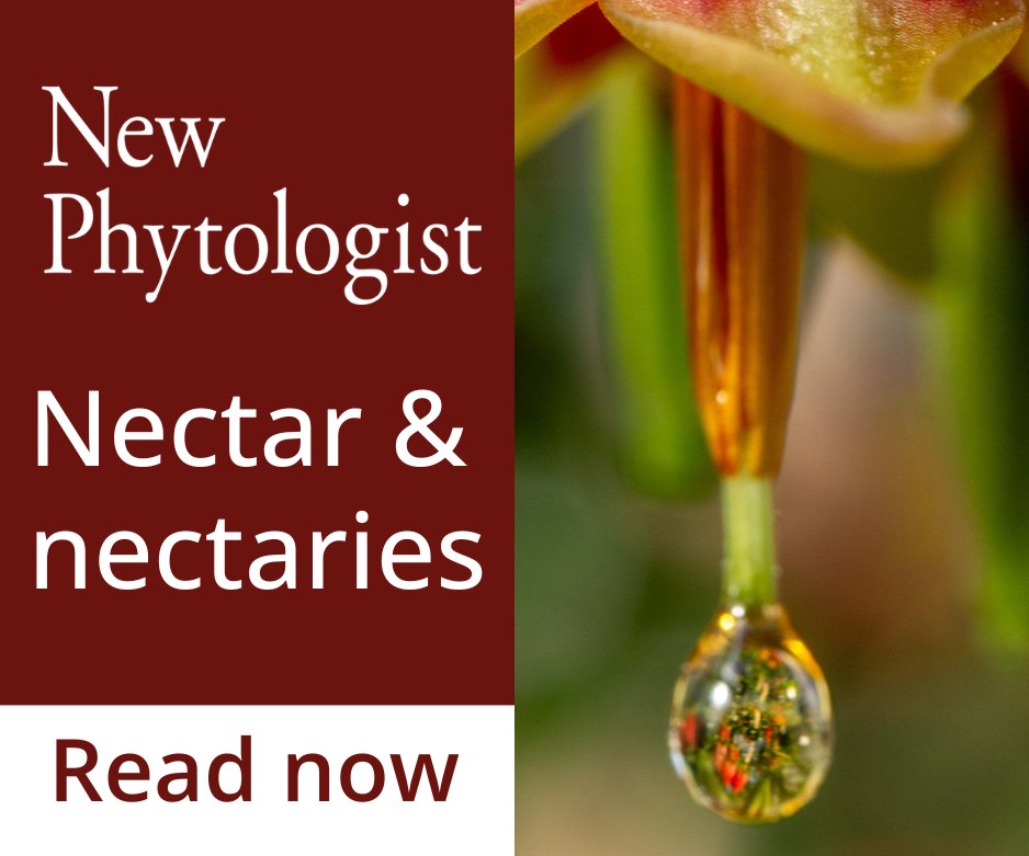 NewPhyt's tweet image. #Nectar, the original cocktail: an introduction to a #VirtualIssue

Check out this #Editorial from Gong et al. introducing the Virtual Issue 'Nectar and nectaries' 

📖 nph.onlinelibrary.wiley.com/doi/10.1111/np…

#LatestIssue @wileyplantsci