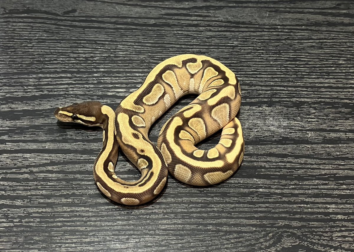 SHN_reptiles's tweet photo. 10月5日とんぶり市
モハベエンチ dhet ハイポトライストライプ
・2025SHNCB ♀
→68000円税込
皆様のご来場お待ちします!
#SHNCB
#とんぶり市
#burikura https://t.co/dLYQQ37nw5
