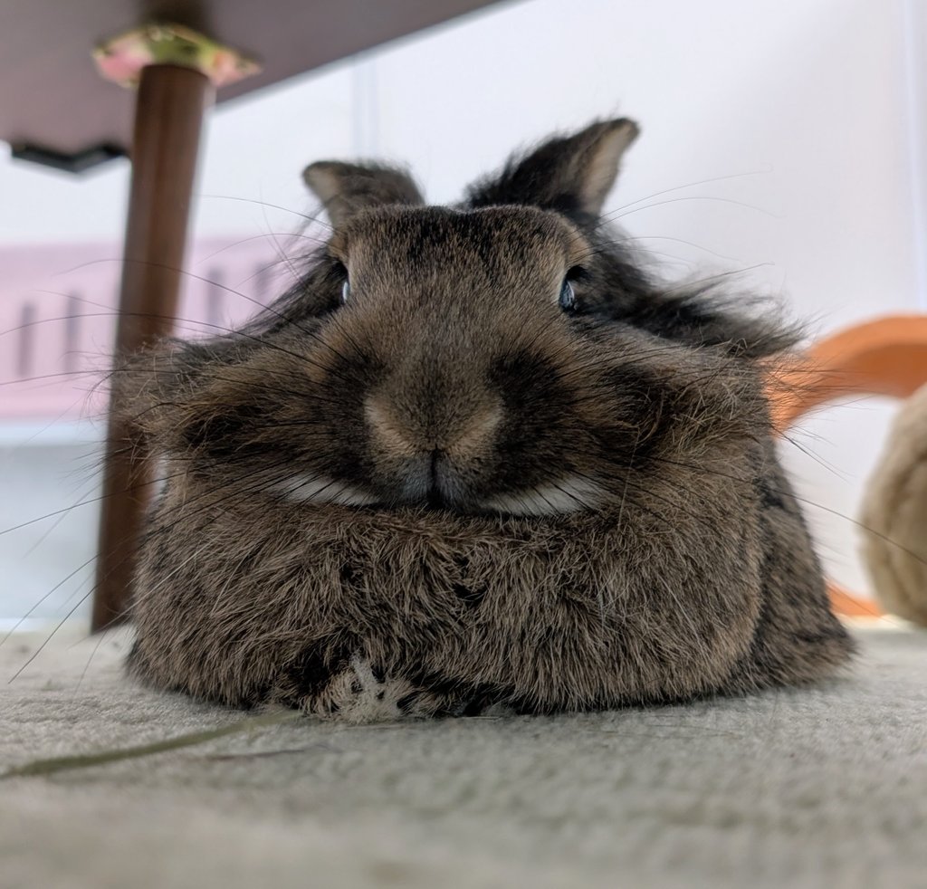 mlkchcusa's tweet image. ふむふむ🐰

#うさぎ #うさぎのいる暮らし