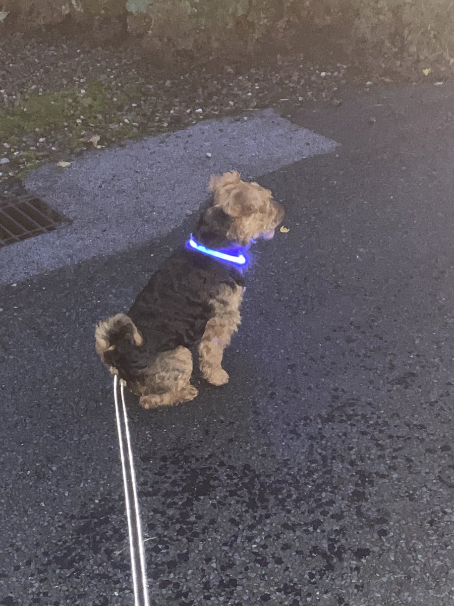 This new collar is less bulky but gives off just as much light, which has resulted in much more time off my lead. This means our evening walk is taking a long time as I like to sniff the entire verge on both sides! Here I am setting off we get back in the pitch dark.
