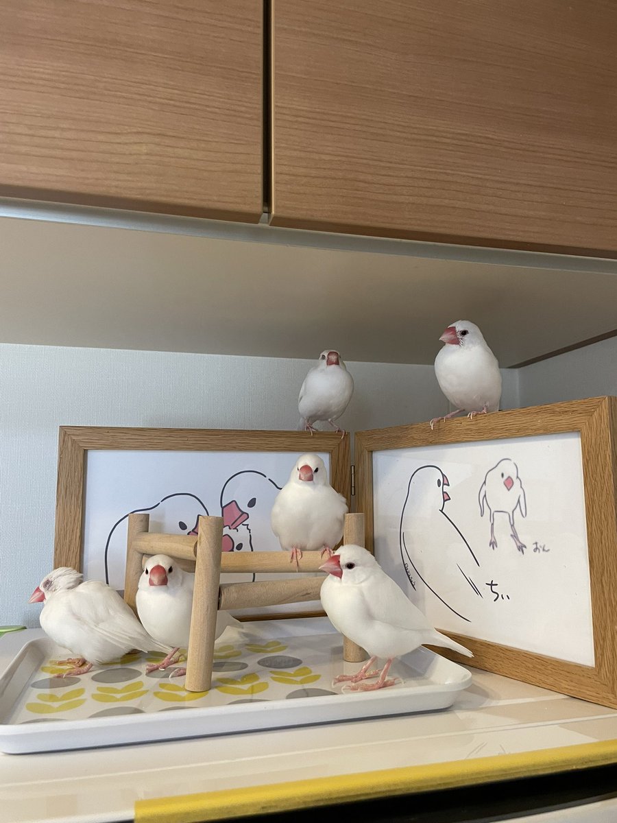 集合〜🐥🐥🐥🐥🐣🐣